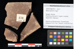 Foto (Objekt + Etikett) von Myrica lignitum Unger (NHMW-GEO-2024-0188-0470)